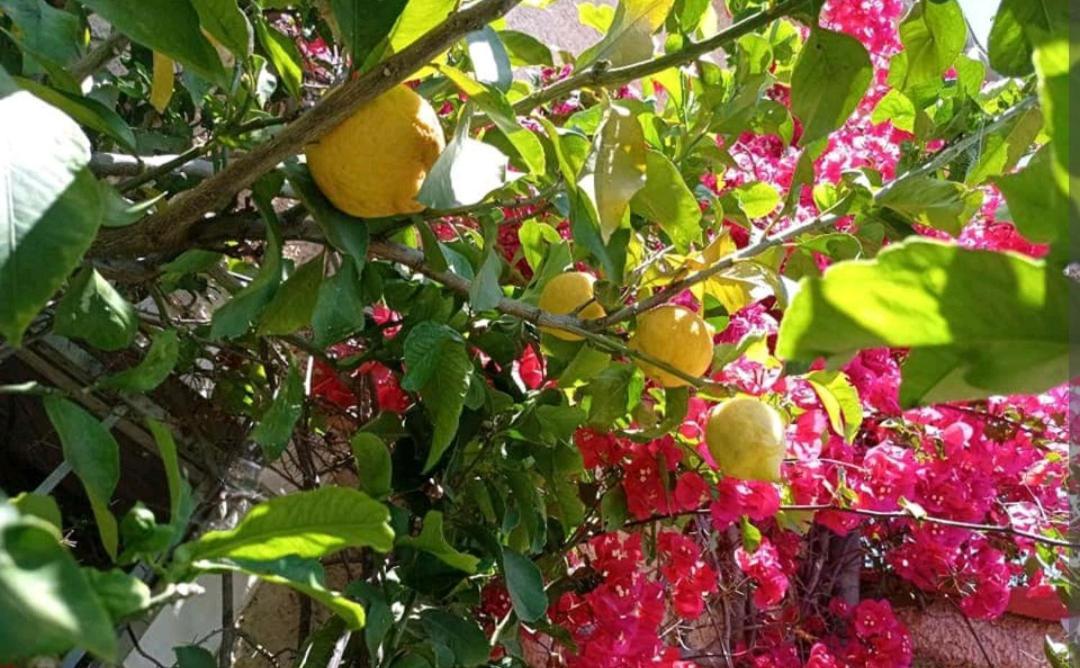 مبيت وإفطار راباللو A Casa Di Grea المظهر الخارجي الصورة